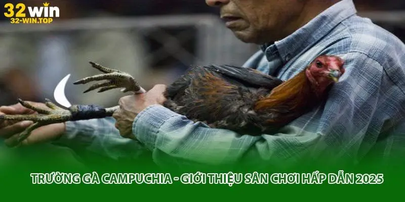 trường gà campuchia